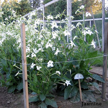 Jasmine, Tobacco Seed - Packet image number null
